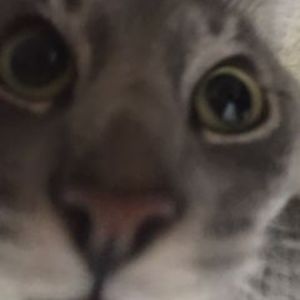 Meet your Posher, Lyric